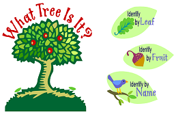image of tree
